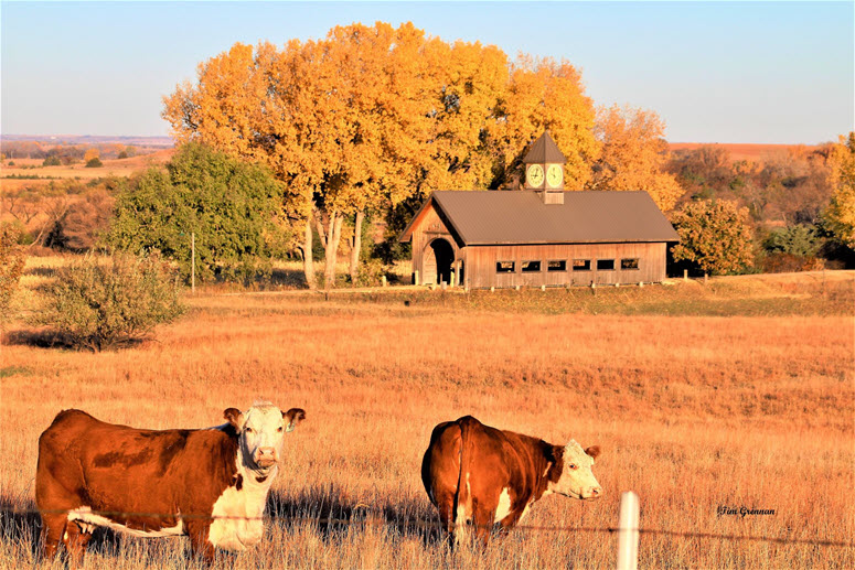 fallbridge cattle 2022